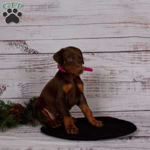 Jade, Doberman Pinscher Puppy